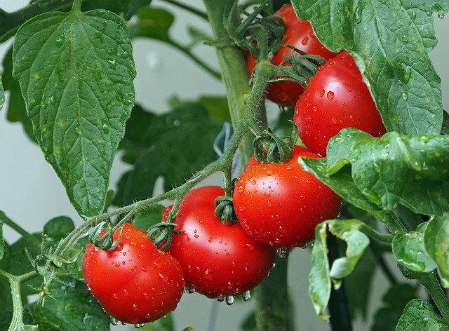 Tomaten können mit Kaffeesatz gedüngt werden